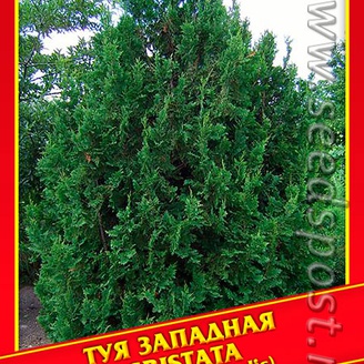 Туя Западная «Cristata», 0,3 г