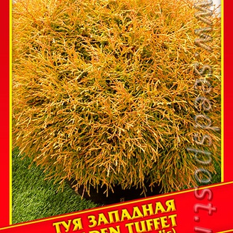 Туя Западная «Golden Tuffet», 0,3 г