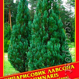 Кипарисовик Лавсона «Columnaris», 0,2 г