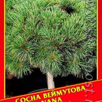 Сосна Веймутова «Nana», 4 шт.