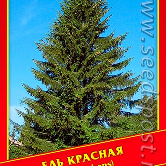 Ель Красная, 10 шт.