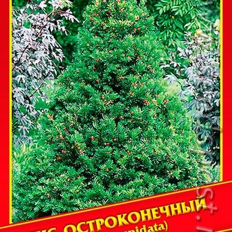 Тис Остроконечный, 3 шт.