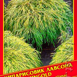 Кипарисовик Лавсона «Sungold», 0,2 г