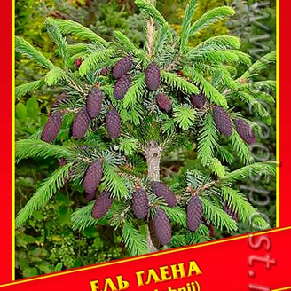 Ель Глена, 10 шт.