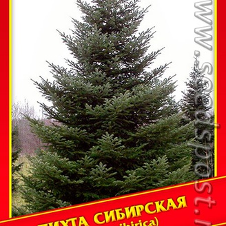 Пихта Сибирская, 0,3 г