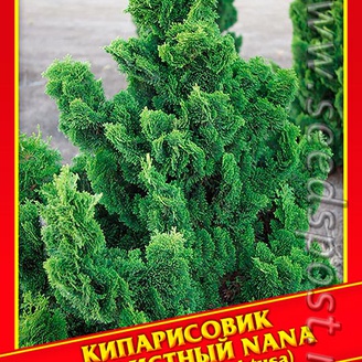 Кипарисовик Туполистный «Nana», 0,2 г