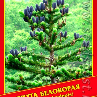 Пихта Белокорая, 0,2 г