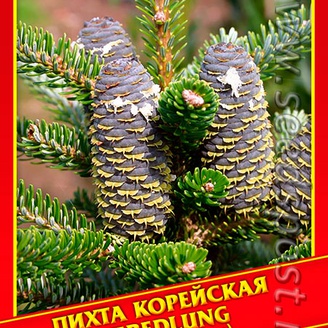Пихта Корейская «Veredlung», 3 шт.
