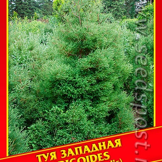 Туя Западная «Ericoides», 0,3 г
