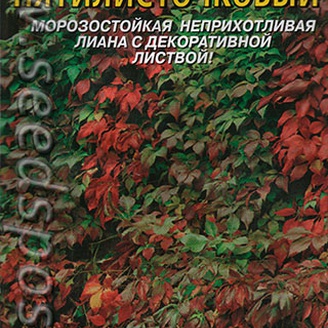 Виноград девичий Пятилисточковый, 4 шт.