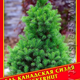 Ель Канадская/Сизая «Zuckerhut», 10 шт.