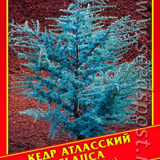 Кедр Атласский «Glauca», 3 шт.