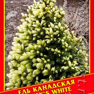 Ель Канадская/Сизая «Daisy&#39;s White», 10 шт.