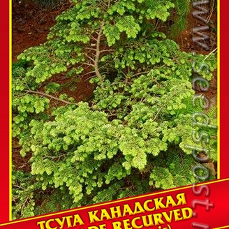 Тсуга Канадская «Verkade Recurved», 5 шт.