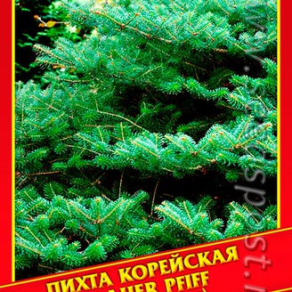 Пихта Корейская «Blauer Pfiff», 3 шт.