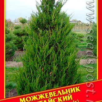 Можжевельник Китайский, 5 шт.