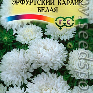 Астра Эрфуртский карлик Белая, 0,3 г