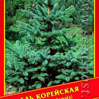 Ель Корейская, 10 шт.