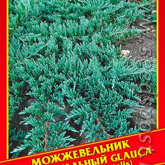 Можжевельник Горизонтальный «Glauca», 5 шт.