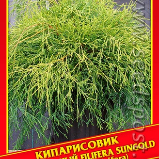 Кипарисовик Горохоплодный «Filifera Sungold», 0,2 г