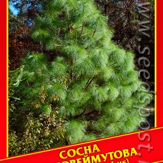 Сосна Ложновеймутова, 3 шт.