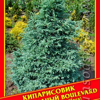 Кипарисовик Горохоплодный «Boulevard», 0,2 г