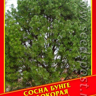Сосна Бунге/Белокорая, 2 шт.