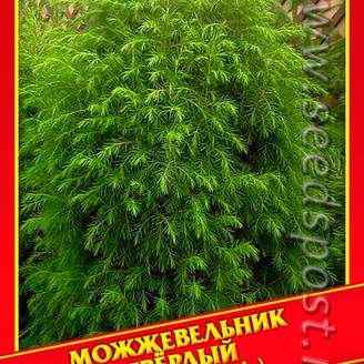 Можжевельник Твердый/Жесткий, 5 шт.