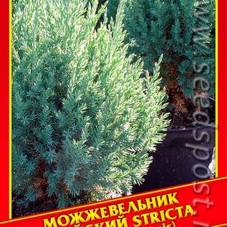 Можжевельник Китайский «Stricta», 5 шт.