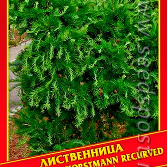 Лиственница Европейская «Horstmann Recurved», 10 шт.