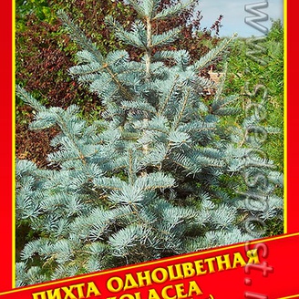Пихта Одноцветная «Violacea», 5 шт.