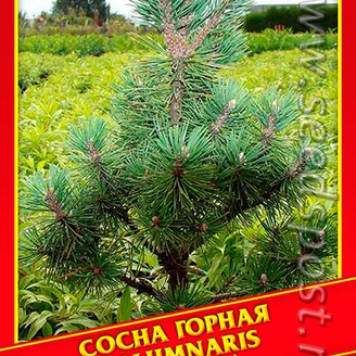Сосна Горная «Columnaris», 5 шт.