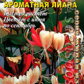 Каприфоль (жимолость) Ароматная лиана, 0,05 г