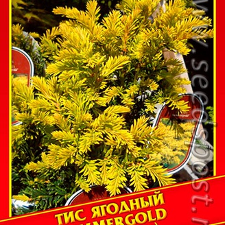 Тис Ягодный «Summergold», 3 шт.
