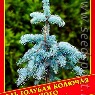 Ель Голубая/Колючая «Hoto», 10 шт.