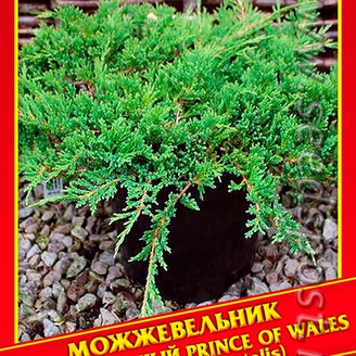Можжевельник Горизонтальный «Prince of Wales», 5 шт.