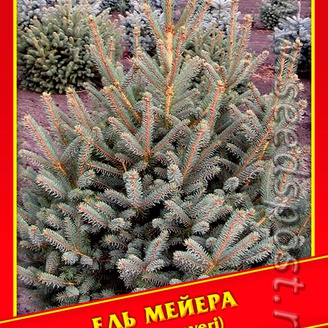 Ель Мейера, 10 шт.