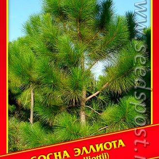 Сосна Эллиота, 3 шт.