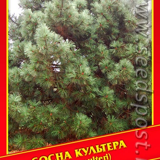 Сосна Культера, 2 шт.