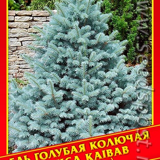 Ель Голубая/Колючая «Glauca Kaibab», 10 шт.