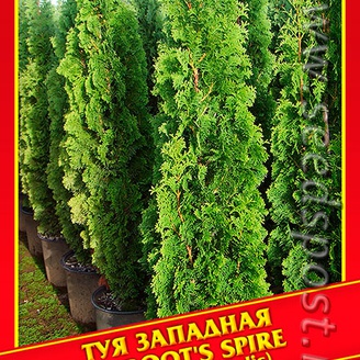Туя Западная «Degroot&#39;s Spire», 0,3 г