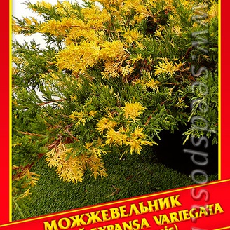 Можжевельник Китайский «Expansa Variegata», 5 шт.