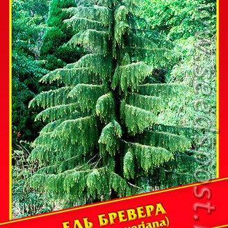 Ель Бревера, 10 шт. 