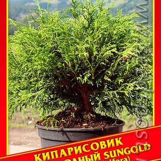 Кипарисовик Горохоплодный «Sungold», 0,2 г
