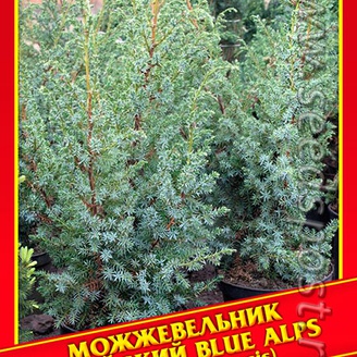 Можжевельник Китайский «Blue Alps», 5 шт.