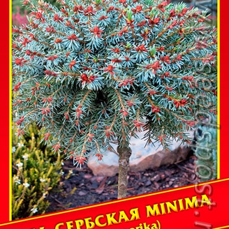 Ель Сербская «Minima», 10 шт.