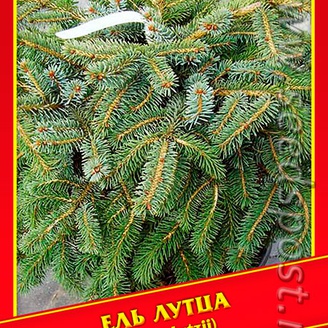 Ель Лутца, 10 шт.