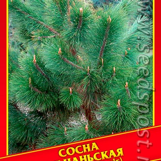 Сосна Юньнаньская, 10 шт.
