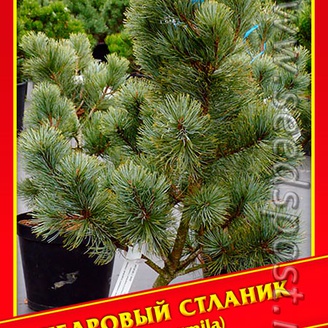 Кедровый Стланик, 5 шт.