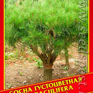 Сосна Густоцветная «Umbraculifera», 5 шт.